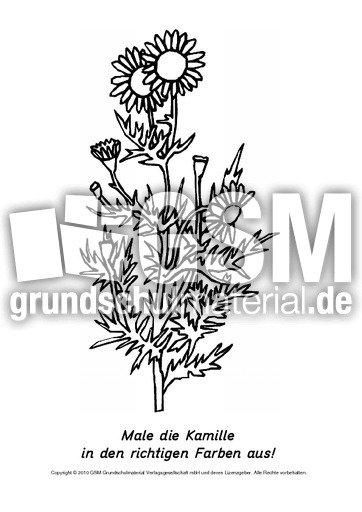 Frühlingsblüher-Ausmalbilder 24.pdf